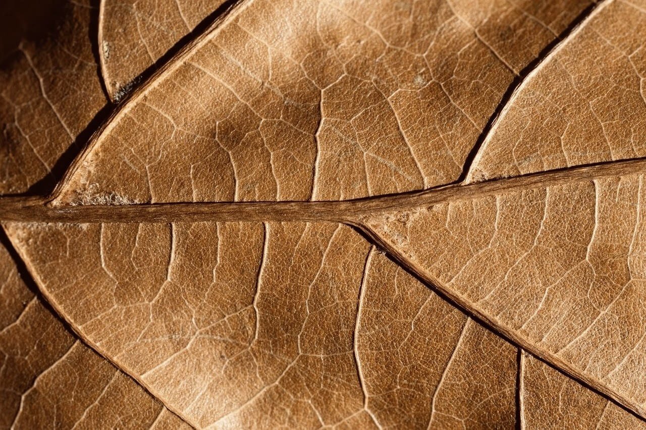 Biotensor en werkmateriaal